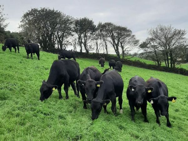 Weanlings - Main image
