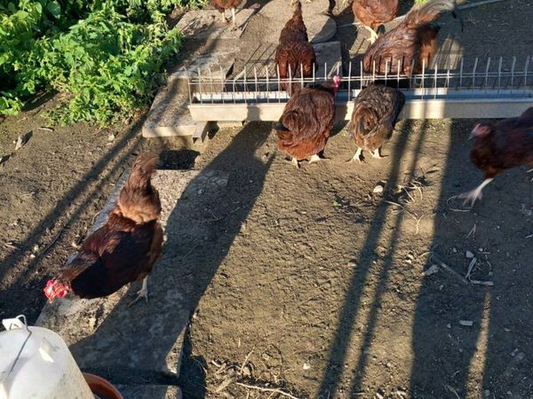 Heritage rhode Island reds and 10 marans for sale - Main image