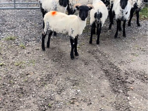 Ewe lambs - Main image