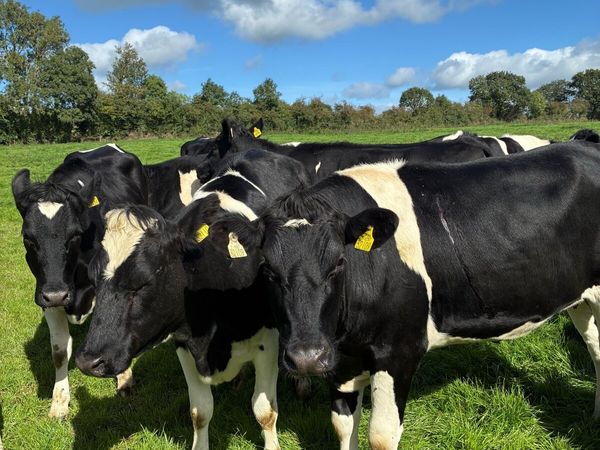 Incalf heifers - Main image