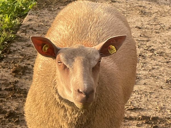 Purebred charollais ram and ewe lambs - Main image