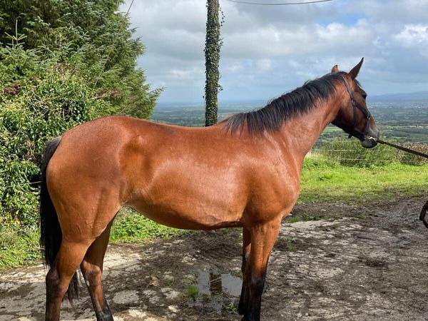 Filly - Main image