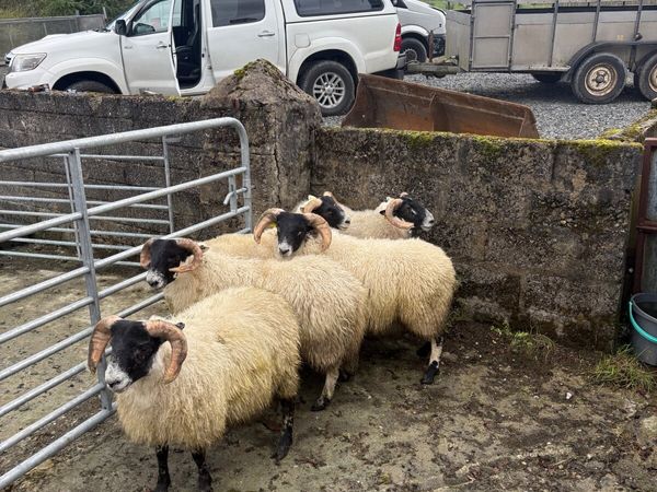 Organic lambs - Main image