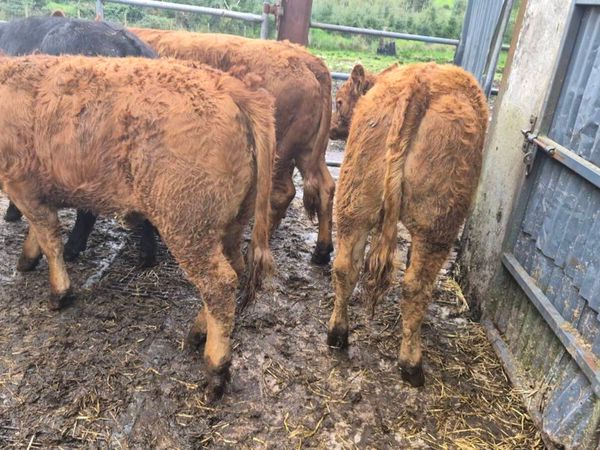 10 Limousine heifers - Main image