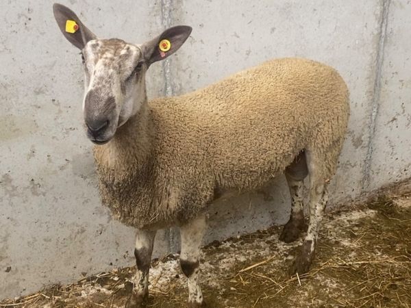 BFL Leister hogget ram - Main image