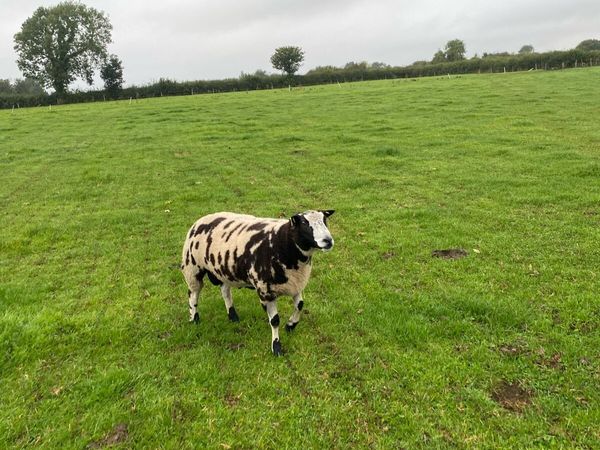 Dutch spotted hogget rams - Main image