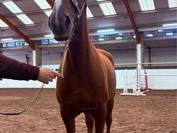 Registered Irish Draught 4 year old - Main image