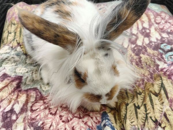 Free baby bunny Rabbit - Main image