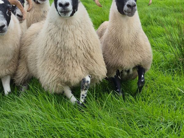 Lanark Hoggets - Main image