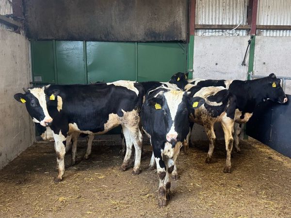 Bulling Heifers - Main image