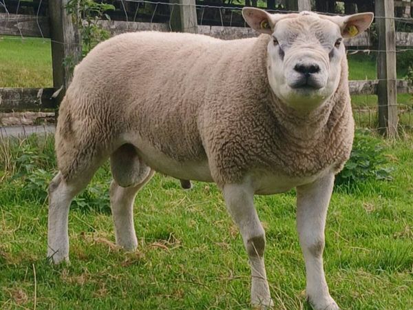 Purebred Texel Hogget Ram - Main image