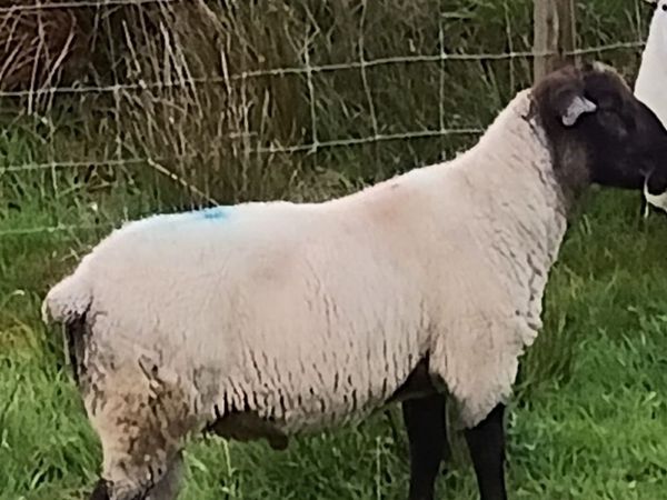 Sheep - Main image