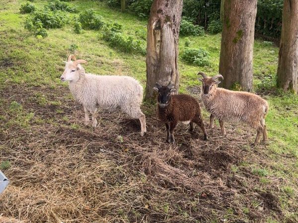 Soay Ram Lambs - Main image