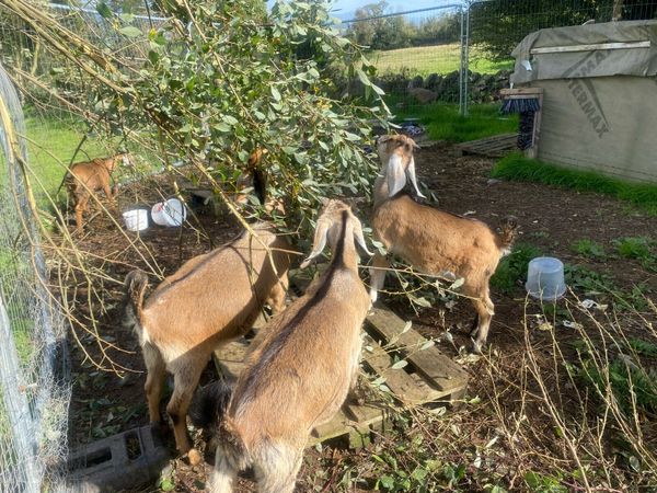Nubian goat bucklings - Main image