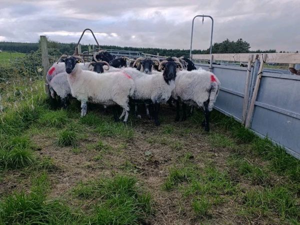 BREEDING EWES - Main image