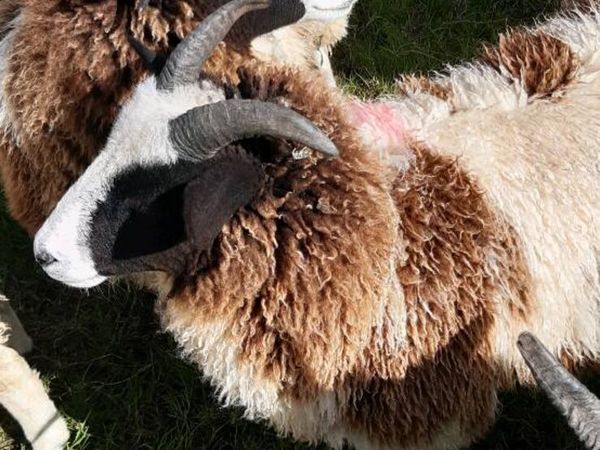Jacob sheep - Main image