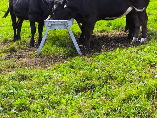 Cattle - Main image