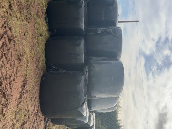 Silage bales - Main image