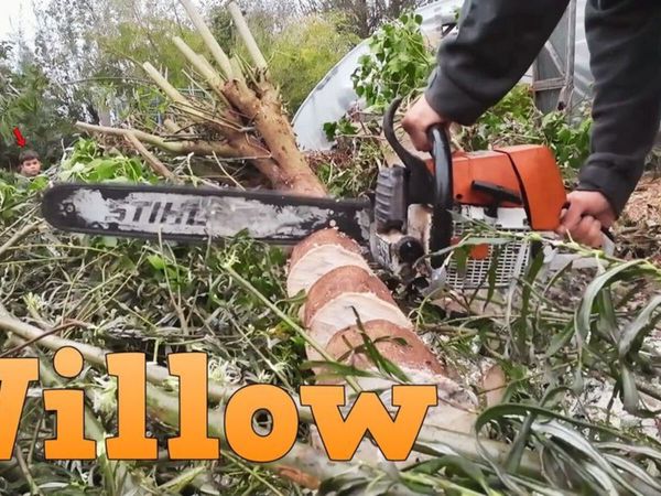 Grow your firewood willow cuttings - order online - Main image