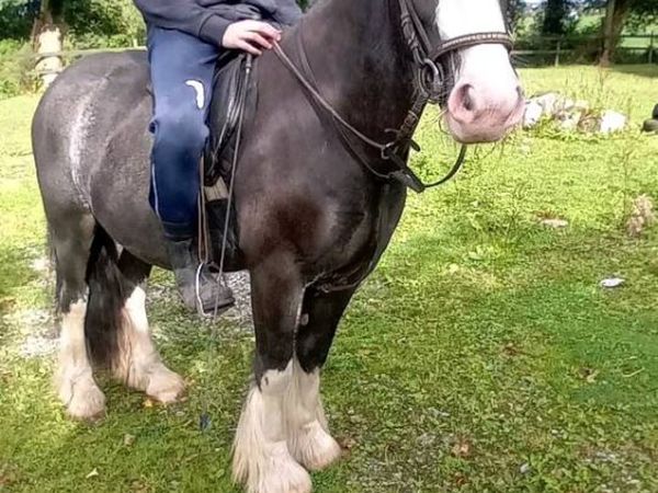 Pony - Main image