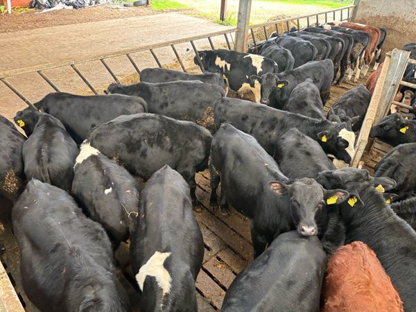 **38 TOP QUALITY WEANLINGS** - Main image