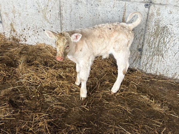 Charolais Calf for Sale - Main image