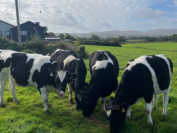 Maiden Heifers - Main image