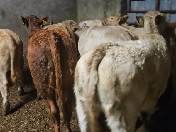Weanling  Heifers - Main image