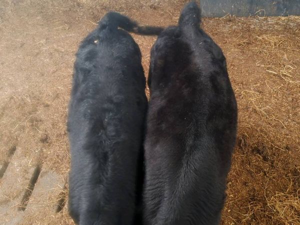 Aberdeen Angus Calves - Main image