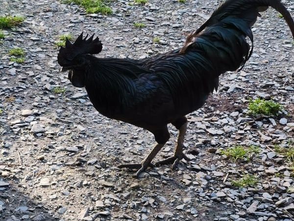 Chickens - Main image