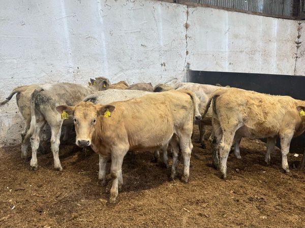 Charolais Heifers - Main image
