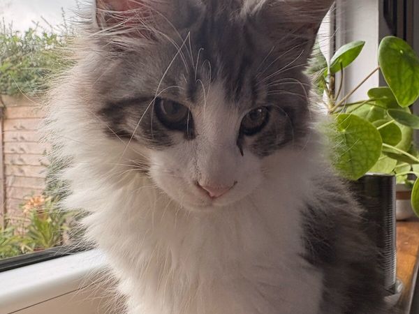 Kitten - Main image