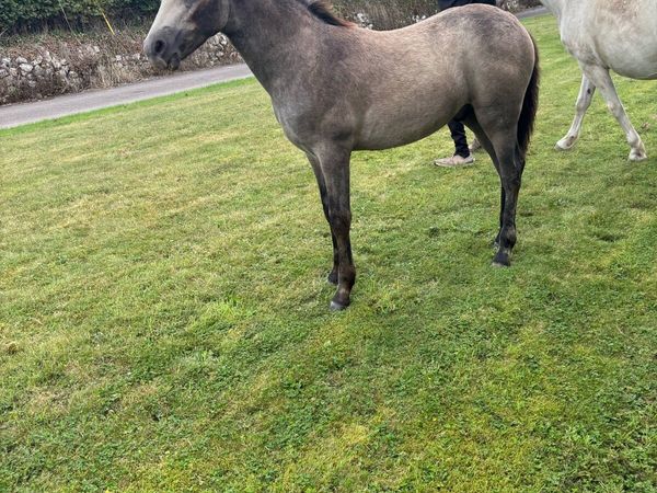 Connemara Colt foal - Main image