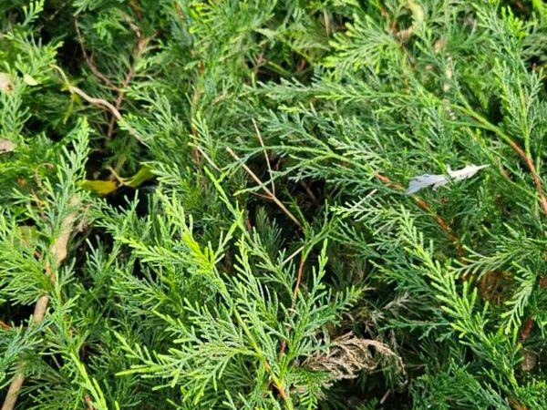 Leylandii Hedging TWO EUROS - Main image