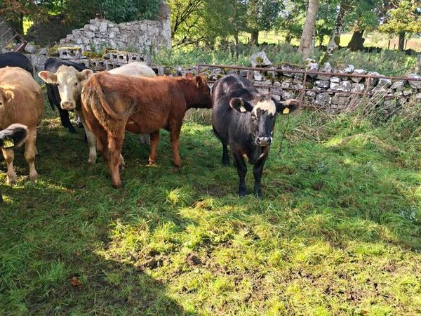 Organic Heifers - Main image