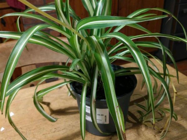 Spider plant all sizes €3 to €6, depends on sizes - Main image