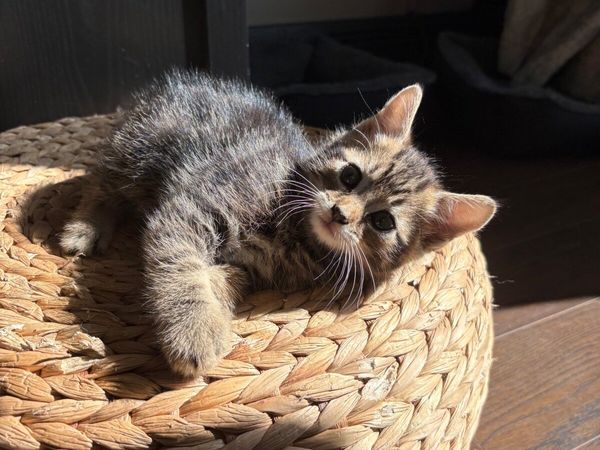 Kitten - Main image