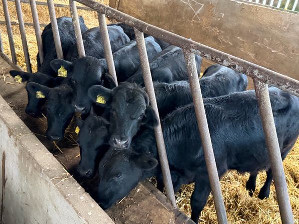 15 Aberdeen Angus Weanling Bulls - Main image
