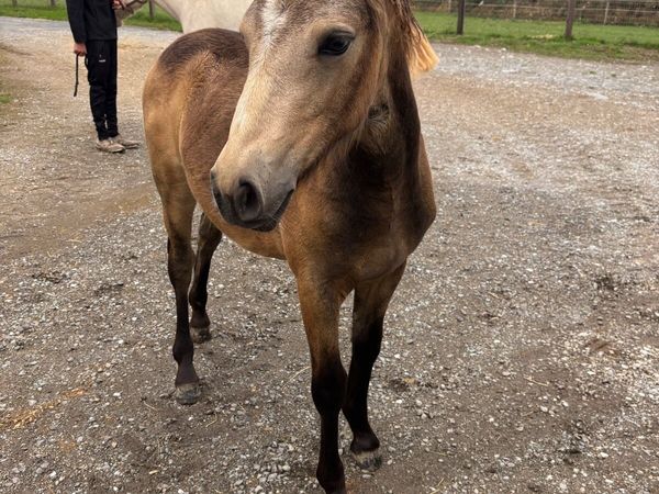 Connnemara filly foal - Main image
