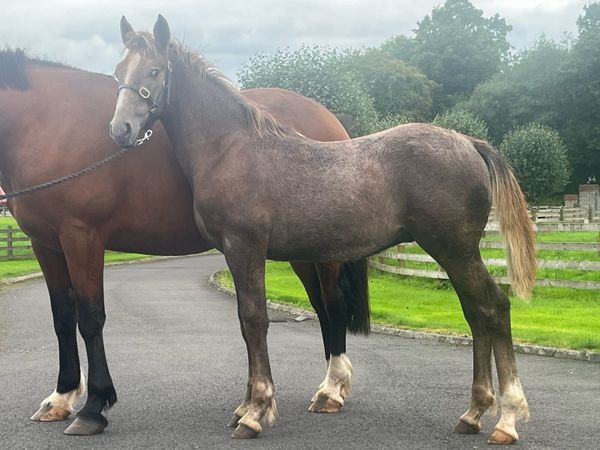 Irish draught colt foal - Main image