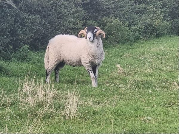 Rams - Main image