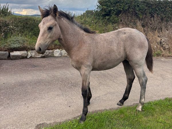 Connemara filly foal - Main image