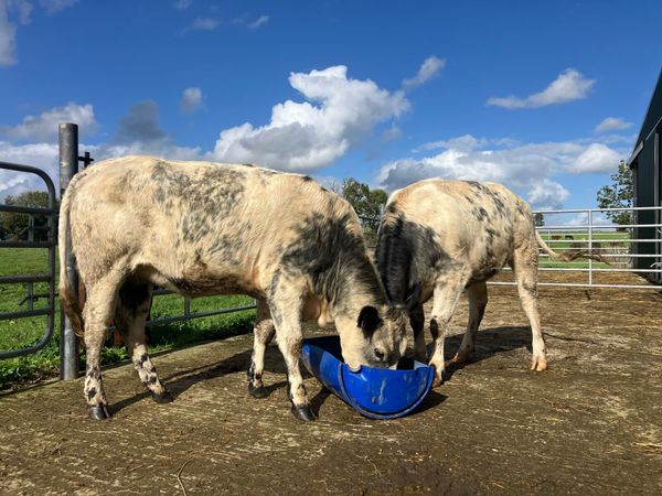 🌟 5 star heifers 🌟 - Main image