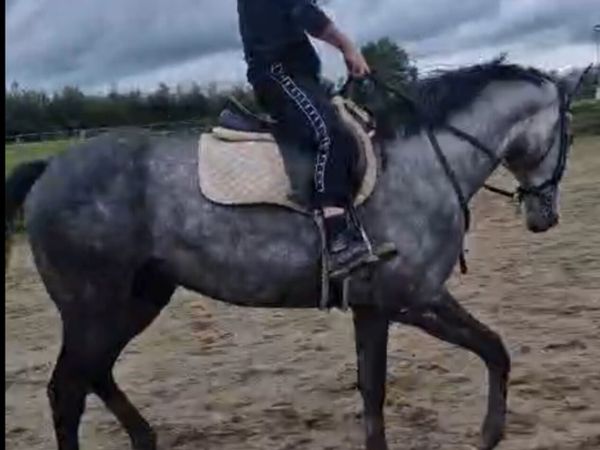 16.1, 6 yr old Gelding - Main image