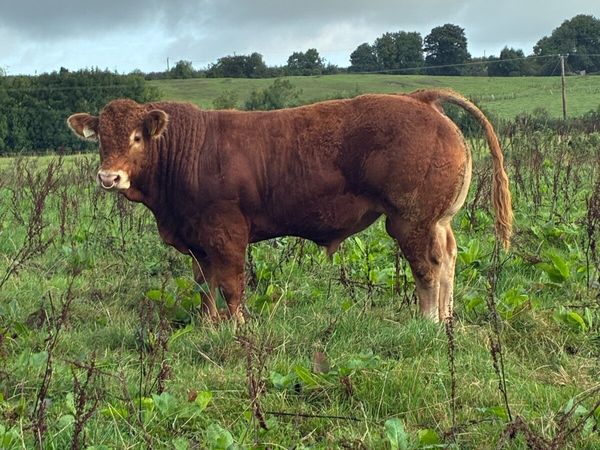 Pedigree Limousin Bulls - Main image