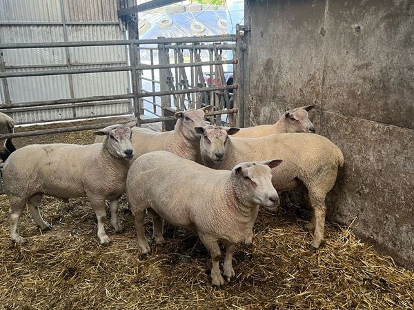 Charollais hogget rams - Main image