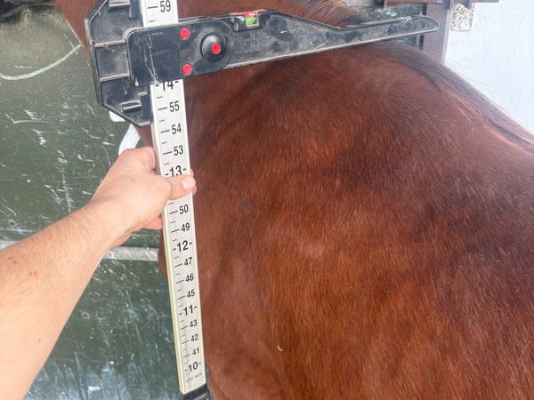 Filly - Main image
