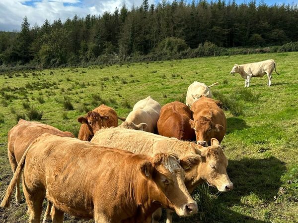 Incalf Continental Heifers - Main image