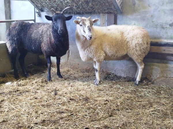 2 Third Crop Breeding Ewes - Main image