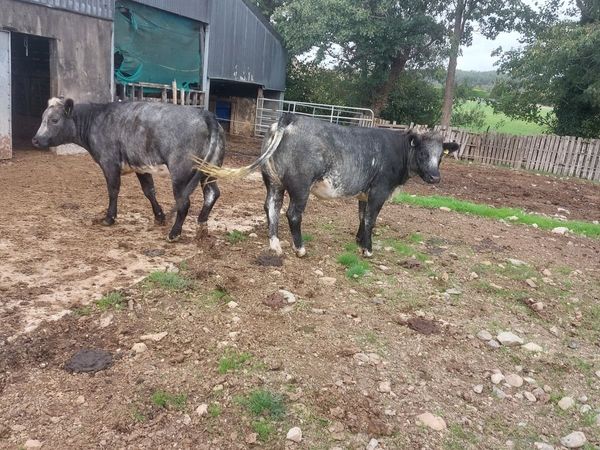 2 cow makers - Main image